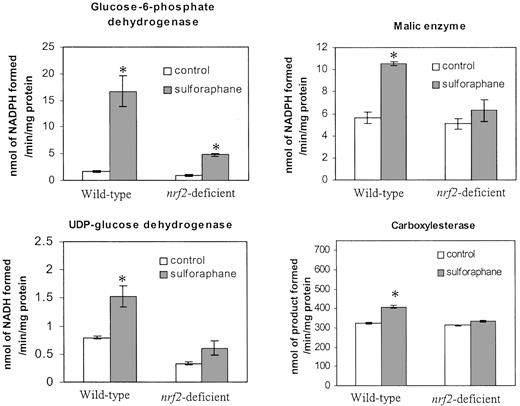 Fig. 3. Specific activities of selected enzymes in the cytosolic fractions of small intestine of wild-type [nrf2 (+/+)] and nrf2-deficient [nrf2 (−/−)] mice treated with sulforaphane. The activities of all of the enzymes are elevated only in sulforaphane-treated nrf2 +/+ mice. Values represent means (n = 3); bars, SE. ∗, significantly greater from control of same genotypes, P < 0.05 (analyzed by Student’s t test).