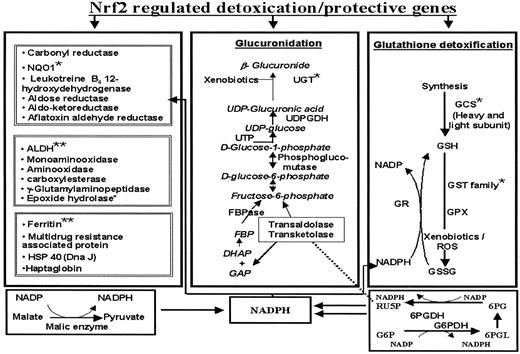 Fig. 4. Probable network of Nrf2-regulated genes involved in the detoxication process. ∗, genes containing ARE that are known to be regulated by Nrf2. ∗∗, genes with ARE.