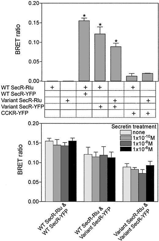 Fig. 6. BRET assays. The top panel illustrates quantitative BRET data from a series of experiments with COS cells expressing the different combinations of cDNA constructs illustrated in the chart below. Values represent means of data from three independent experiments; bars, SE. ∗, P < 0.001 relative to the background levels in each of the controls. The bottom panel illustrates the effects of secretin stimulation on the receptor BRET signals. COS cells expressing the noted combinations of cDNA constructs were incubated with various concentrations of secretin for 5 min at 37°C. BRET ratios were determined. Values represent means of data from three independent experiments (no condition was statistically different from its own unstimulated control); bars, SE.