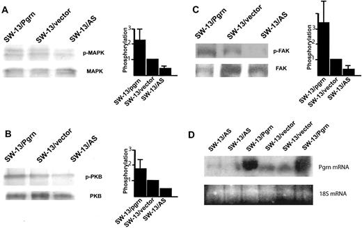 Fig. 1. The activation of the ERK, PI3k, and FAK pathways is proportional to the level of pgrn expression. The levels of tyrosine phosphorylation of (A) p44/42 MAPK, (B) Akt/PKB, and (C) FAK were determined in SW-13/Pgrn, SW-13/vector, and SW-13/AS cells. In each case the top panel is the corresponding phosphoprotein, and the bottom panel is the corresponding total target protein. The adjacent plots show the mean of three independent determinations of phosphorylation for each protein normalized against the corresponding levels of total kinase and expressed relative to SW-13/vector cells; bars, ±SD. The relative expression of pgrn mRNA in each cell line is shown in D from two independent RNA extractions and compared against the total RNA loading using the 18S RNase.