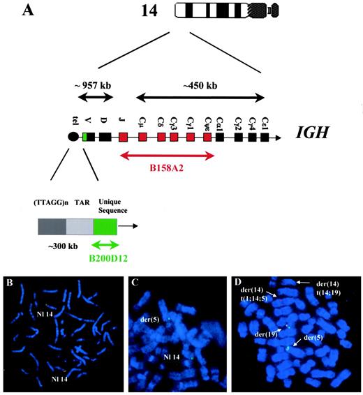 Identification of Novel Cryptic Translocations Involving IGH in B-Cell ...