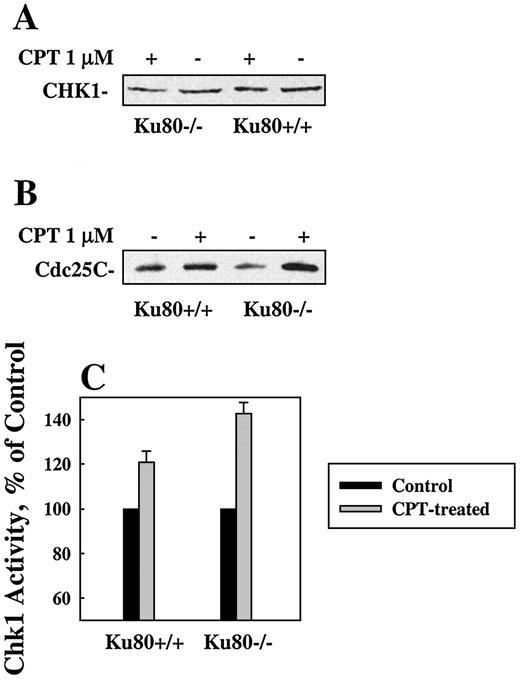 Fig. 3. Higher CHK1 kinase activity is shown in CPT-treated Ku80−/− cells. A, CHK1 levels were measured with the nuclear extracts (NE) prepared 3 h after 1 μm CPT treatment in Ku cells as described in “Materials and Methods.” B, CHK1 activities were measured with the nuclear extracts (NE). C, quantitative analysis of the data shown in B. Results obtained by quantitating gels from three independent experiments bars, ±SD.