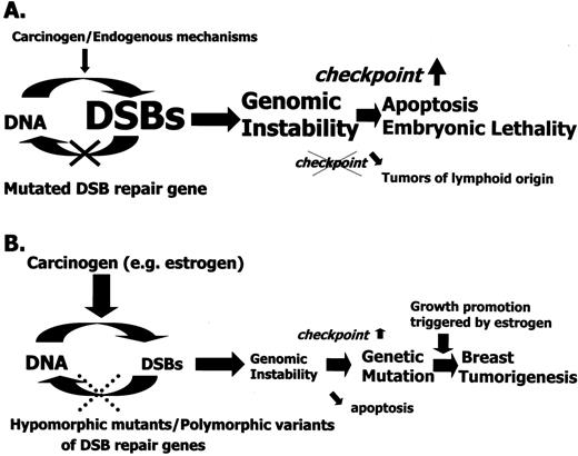 Fig. 1. Hypothesized model of tumorigenic effect contributed by NHEJ genes. A, because DNA DSB repair pathways, including NHEJ, are crucial for cells to maintain genetic stability, any severe defects (null mutants) in these genes would result in high levels of genomic instability and subsequently lead to cell death triggered by cell cycle checkpoint (e.g., p53) surveillance. Only in the case of checkpoint inactivation do tumors of lymphoid origin have the chance to develop because these cells depend on proper DSB repair to differentiate and thus are particularly susceptible to impaired DSB repair. B, for these high-penetrant DSB repair genes, only mild defects (low levels of DSBs) resulting from suboptimal repair capacity associated with low-penetrance (risk) alleles (e.g., hypomorphic mutant or polymorphic variant) would escape checkpoint surveillance and accumulate the unrepaired DNA damage (genetic mutation) required for tumor formation. The tumorigenic effect contributed by low-penetrance genes (alleles) would become stronger in the case of a modification, and the modifying factors are probably both genetic (e.g., multiple polymorphic variants of genes of the same repair pathway) and environmental (e.g., exposure to DSB-causing agents, such as estrogen, or cell outgrowth in breast triggered by estrogen).
