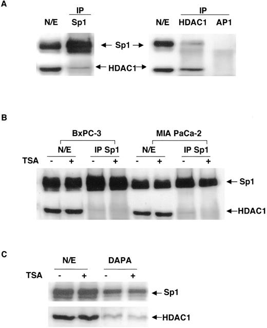 Fig. 5. TSA disrupted the association of HDAC1 with Sp1. A, HDAC1 is associated with Sp1 in PDAC cells. Nuclear extracts (100 μg) from MIA PaCa-2 cells were immunoprecipitated with antibodies to Sp1 or HDAC1. The protein complexes were resolved by SDS-PAGE and detected with the indicated antibodies. N/E, input nuclear extracts; IP, immunoprecipitation. B, treatment of cells with TSA diminishes the association of HDAC1 with Sp1. One hundred μg of nuclear extracts from untreated or TSA-treated BxPC-3 and MIA PaCa-2 cells were immunoprecipitated using an antibody to Sp1. The associated proteins were separated by SDS-PAGE and detected by the indicated antibodies. Fifteen μg of nuclear extracts were used as control. N/E, input nuclear extracts; IP, immunoprecipitation. C, TSA treatment decreases the binding of HDAC1 to the TβRII promoter. DAPA of MIA Pa Ca-2 cells was performed as described in “Materials and Methods.” The DNA-protein complexes were resolved on a 7.5% SDS-PAGE, and bound proteins were detected by Western blot using antibodies to Sp1 or HDAC1, respectively. N/E, input nuclear extracts.
