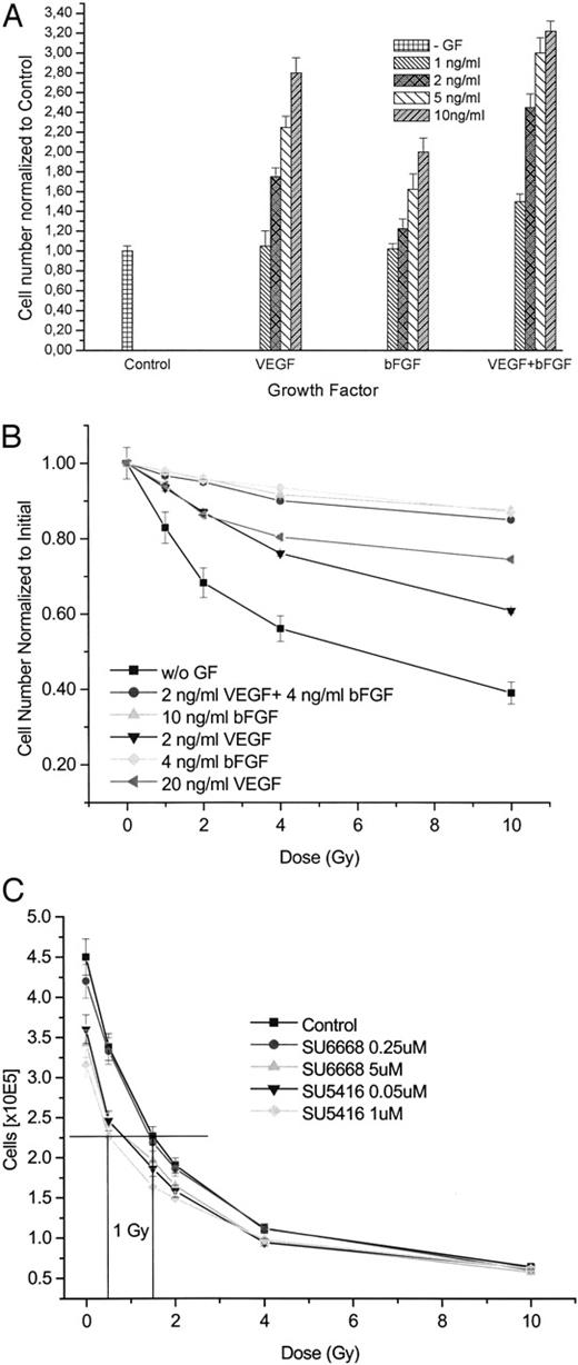 Fig. 1. The effect of VEGF, bFGF, SU5416, and SU6668 on radiation-induced inhibition of HUVEC proliferation. Human recombinant VEGF (2 ng/ml) and bFGF (4 ng/ml) were added to the media until HUVECs were 60% confluent. The cells were then treated as indicated and the number of cells were counted after a 72-h incubation period. A, effects of VEGF and bFGF and their combination on proliferation (72-h incubation). Bars represent cell numbers from 5–8 plates normalized against control without GFs (mean ± SD). B, cell proliferation normalized to initial cell number in response to ionizing radiation. Cells were irradiated in MPM in the presence of VEGF (2 ng/ml) and bFGF (4 ng/ml). Thereafter, different concentrations of GFs (w/o GF: no GF supplement) were used and cells were counted after a 72-h incubation (mean ± SD; n = 5). C, cell proliferation in response to ionizing radiation combined with RTK inhibitors SU5416 and SU6668. SU5416 or SU6668 was added in GF-free medium, and cells were irradiated with 0 to 10 Gy. After 1-h incubation, medium was changed to the final concentration of VEGF (2 ng/ml) and bFGF (4 ng/ml; Control: no RTK inhibitor; mean ± SD; n = 5), and cells were counted after 72 h.