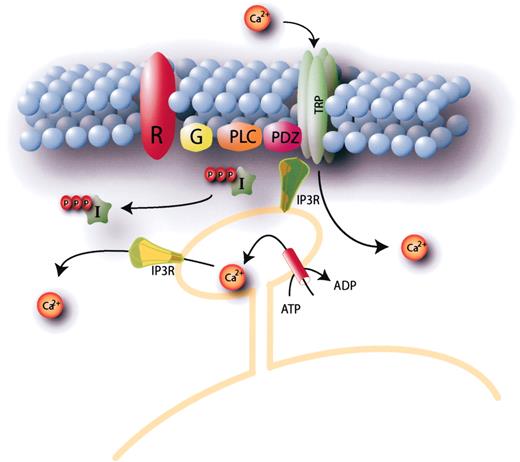 Fig. 5. The phosphatidylinositol signal transduction pathway. Ligand binding to some membrane receptors (R), perhaps through a heterotrimeric G protein (G), initiates a sequence of events that lead to the activation of phospholipase C (PLC), generating inositol-1,4,5-triphosphate (I), which opens the intracellular ion channel IP3R and liberates Ca2+ from the endoplasmic reticulum. Activation of the TRP channels accompanies this chain of events, allowing the influx of Ca2+ into the cells.