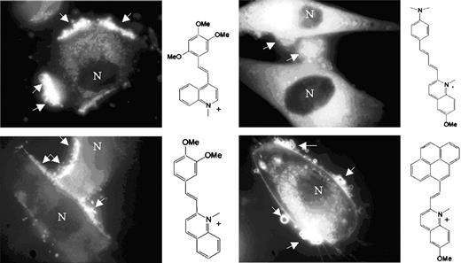 Fig. 2. Fluorescent styryl dyes accumulate in vesicles on the surface of cancer cells. Arrows, vesicles labeled with the styryl compound shown at the right of each image. These vesicles appear to be loosely associated with the cell margins. Note that different lipophilic styryl compounds exhibit different intracellular staining patterns, but they all appear present in association with shed vesicles. Bar, 10 μm.