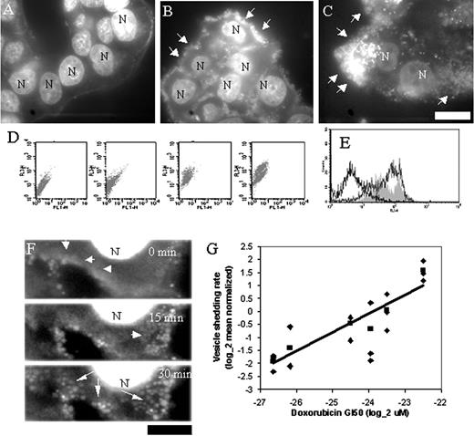 Fig. 3. A–F, pulse-chase experiments with doxorubicin and MCF7 cells. A, immediately after the pulse and chase, doxorubicin fluorescence is localized to the nucleus (N). B, 3 h later, doxorubicin fluorescence is in vesicles at the cell margins (arrows). C, 24 h later, doxorubicin fluorescence is found mostly associated with shed vesicles (arrows). Bar, 10 μm. D, flow cytometric analysis of conditioned media, after pulse-chase experiment with doxorubicin. Plots show FL3 channel fluorescence in ordinate (doxorubicin) against FL1 channel fluorescence in abscissa (background autofluorescence). From left to right, 0, 1.25, 4, and 10 μm doxorubicin pulse. E, time course assay of doxorubicin fluorescence in vesicles shed by MCF7 cells. Plots correspond to vesicle fluorescence from untreated cells (left most peak) and from vesicles harvested 2 h (filled gray curve) and 24 h (right most peak) after doxorubicin pulse. F, time-lapse analysis of doxorubicin accumulation in vesicles. Doxorubicin first accumulates in distinct domains at the cell margin (arrowheads) that fragment into distinct vesicles (arrows); N, the nuclei; bar, 5 μm. G, relationship between the rate of vesicle shedding and doxorubicin GI50 for six different cell lines (in order of increasing GI50): MOLT4, MCF7, K562, ACHN, RPMI8226, CAKI1. Average vesicle-shedding rate (▪) was determined, based on three independent measurements performed on three different days (♦).