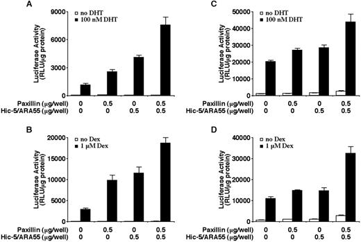 Fig. 7. Enhancement of hormone-induced AR or GR transactivation by paxillin and Hic-5/ARA55. CV-1 cells (A and B) or PC-3 cells (C and D) were transiently transfected with the indicated amounts of paxillin or Hic-5/ARA55 expression vectors along with a MMTV promoter-linked luciferase reporter plasmid and an AR (A and C) expression plasmid, GR expression plasmid (B), or empty expression plasmid (D). Cells were incubated in the presence or absence of 10−7 m DHT (A and C) or 10−6 m Dex (B and D) for 24 h. The histograms show the means (bars, SD; n = 4) of relative luciferase activity normalized to total protein levels in each sample.