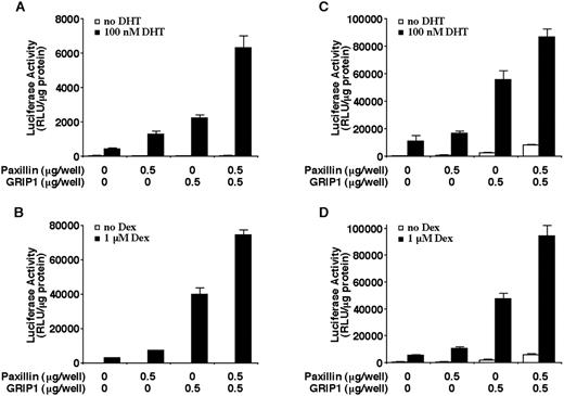 Fig. 8. Enhancement of hormone-induced AR or GR transactivation by paxillin and GRIP1. CV-1 cells (A and B) or PC-3 cells (C and D) were transiently transfected with the indicated amounts of paxillin or GRIP1 expression plasmids along with a MMTV promoter-linked luciferase reporter plasmid and an AR (A and C) expression plasmid, GR expression plasmid (B), or empty expression plasmid (D). Cells were incubated in the presence or absence of 10−7 m DHT (A and C) or 10−6 m Dex (B and D) for 24 h. The histograms show the means (bars, SD; n = 4) of relative luciferase activity normalized to total protein levels in each sample.