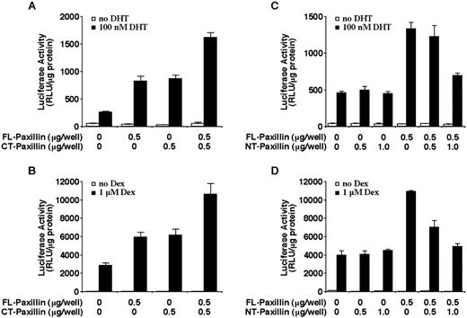 Fig. 9. Effect of paxillin COOH terminus or NH2 terminus on AR or GR transactivation. CV-1 cells were transiently transfected with the indicated amounts of FL paxillin, NH2-terminal (NT) paxillin, or COOH-terminal (CT) paxillin expression plasmids along with a MMTV promoter-linked luciferase reporter plasmid and AR (A and C) or GR (B and D) expression plasmids. Cells were incubated in the presence or absence of 10−7 m DHT (A and C) or 10−6 m Dex (B and D) for 24 h. The histograms show the means (bars, SD; n = 4) of relative luciferase activity normalized to total protein levels in each sample.