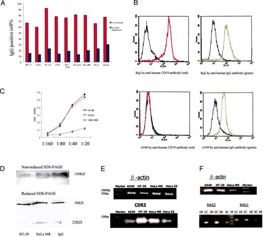 Fig. 2. Ig immunoreactivity and Ig gene transcription in human cancer cell lines. A, IgG was localized in the cytoplasm or on the plasma membrane of cultured cancer cell lines by FACS analysis using an antibody to human IgG conjugated to FITC, and the number of IgG immunoreactive cells were measured. B, CD19 on cancer cell lines (A549, HT-29, and HeLaS3) and Raji cells was stained with mAb against human CD19-phycoerythrin. C, quantification of IgG level of culture supernatant of two HeLa cell lines was analyzed by ELISA using goat antihuman IgG-HRP; results are expressed as the value of A490 nm. D, forty μg of cell extract from HeLa MR and HT-29 were separated by 10% reducing SDS-PAGE or nonreducing SDS-PAGE, and proteins were transferred to polyvinylidene difluoride membrane; cancer-derived IgG was detected by Western blot with mAb against human IgG. E, the V-D-J rearrangement sequence and transcription of the Ig heavy chain were amplified by RT-nest-PCR. The primers for the first PCR amplification were segments of 5′-end of Ig genes (top) and complementary to 3′-end of J region (bottom); the primers for nest-PCR amplification were segments of FR3 and J region. The identification of the PCR product was confirmed by 2.5% agarose gel electrophoresis and DNA sequencing. F, RAG-1 and RAG-2 mRNA were also found in cancer cell lines by RT-nest-PCR. The fact that the amplified segments of RAG-1 and RAG-2 are on one exon of RAG-1 and RAG-2, respectively, excluded the effect of genomic DNA. The total RNA was treated with DNase before amplification. As a negative control, treated total RNA was also used as the template. 1R, A549 RNA as template; 1C, A549 cDNA as template; 2R, HT-29 RNA as template; 2C, HT-29 cDNA as template; 3R, HeLa MR RNA as template; 3C, HeLa MR cDNA as template.