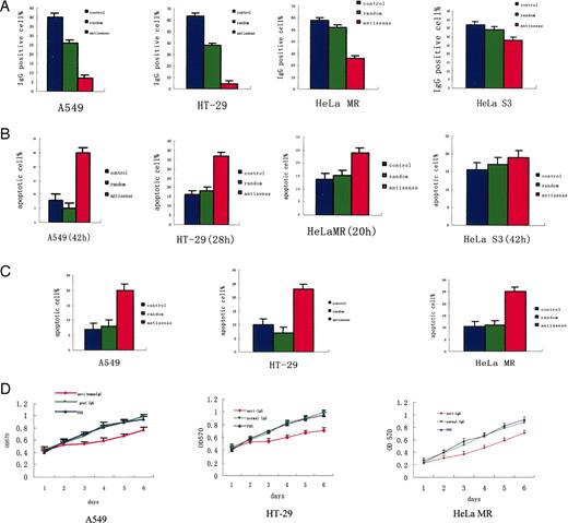 Fig. 3. Effect of antisense and antihuman IgG on cancer cell survival and proliferation in vitro. A, cancer cells (2 × 105) seeded in 6-well culture plate were separately treated with ASODN, RODN, or vehicle for 42 h. Cancer cells were harvested and fixed with ice-cold 70% ethanol and washed with PBS. They were immunostained with antihuman IgG-FITC antibody, and the number of positively stained cells were analyzed by FACS. B, A549, HT-29, and HeLa MR cells were treated with ASODN, RODN, or vehicle for 20, 28, and 42 h, respectively. After double staining with annexin V and propidium iodide, cell apoptosis was assessed by FACS. C, after treatment for 48 h with antihuman IgG, goat IgG, or PBS, cancer cells were harvested and fixed with ice-cold 70% ethanol and washed with PBS. Cell apoptosis was assessed by FACS as in B. D, cancer cells (1 × 103) seeded in 96-well culture plate were treated with goat antihuman IgG, goat IgG, or PBS. Cell proliferation was determined by MTT assay.