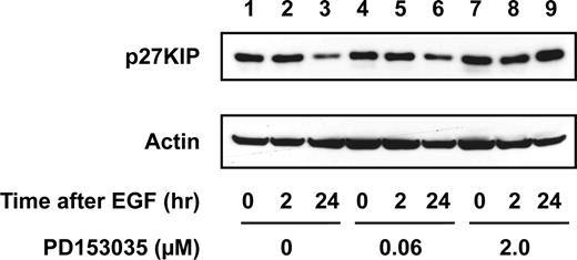 Fig. 7. Suppression of p27KIP expression by EGF despite treatment with an EGFR inhibitor. Immunoblots of lysates from LN229/EGFR glioma cells are shown. Cells were harvested at 0 (Lanes 1, 4, and 7), 2 (Lanes 2, 5, and 8), and 24 h (Lanes 3, 6, and 9) after the addition of EGF (100 ng/ml). Cells were treated with 0 (Lanes 1–3), 0.06 (Lanes 4–6), and 2.0 μm (Lanes 7–9) PD153035, as indicated, 2 h before EGF addition, and drug levels were maintained for the duration of the exposure to EGF. Equal amounts of protein were loaded in each lane. Blot was probed with an antibody against p27KIP. The blot was also probed with actin as a loading control.