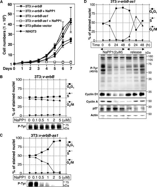 Fig. 1. NaPP1-treatment blocks proliferation of 3T3:v-erbB-as1 cells: dose-dependence and reversibility with washout of NaPP1. A, NIH3T3 cells transduced with v-erbB or v-erbB-as1 were seeded in equal numbers on 35-mm plates (1 × 105/dish). Cells were incubated with 1.2% DMSO or with 2 μm NaPP1 in 1.2% DMSO. Cell numbers were counted daily by 3-(4,5-dimethylthiazol-2yl)-2,5-diphenyl-tetrazolium bromide assay. Each value represents the mean cell number (±SD) from three separate experiments. B and C, NIH3T3 cells transduced with v-erbB or v-erbB-as1 were treated with 0.1–5 μm NaPP1 for 36 h, trypsinized, and evaluated for their cell-cycle distribution (top panels) and for P-Tyr content using P-Tyr antibody 4G10 (bottom panels). D, NIH3T3 cells transduced with v-erbB-as1 were incubated in the presence of 2 μm NaPP1 for 1–48 h. At different intervals during this 48-h incubation, cells were trypsinized and prepared for flow cytometric analysis of cell cycle distribution (top panel) or lysed for analysis of indicated proteins by Western blotting (bottom panel). At 48 h, v-erbB-as1 cells were washed, resuspended in media without NaPP1, and analyzed similarly.