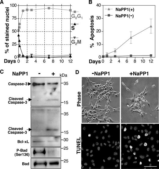 Fig. 2. NaPP1-mediated apoptosis in arrested 3T3:v-erbB-as1 cells. 3T3:v-erbB-as1 cells were seeded in 35-mm dishes at 0.5 × 105 cells/dishes. Cells were incubated with 2 μm NaPP1 for up 2 weeks. Media were changed and fresh NaPP1 added every 3 days. At times indicated, cells were trypsinized and analyzed by flow cytometry, terminal deoxynucleotidyl transferase-mediated nick end labeling (TUNEL) staining, or lysed with subsequent Western blotting. A, numbers represent the percentage of nonapoptotic cells in G0/G1, S, and G2-M phases of the cell cycle in NaPP1-treated 3T3:v-erbB-as1 cells analyzed by flow cytometry. Cells in sub-G1 fraction were excluded from analysis. B, numbers represent the percentage of apoptotic cells. Cells were stained with propidium iodide and cell-cycle data analyzed to quantitate the percentage of cells in sub-G1 fraction. Error bars indicate the variation between triplicate measurements. C, 3T3:v-erbB-as1 cells were exposed to 2 μm NaPP1 for 24 h, after which proteins were separated by SDS-PAGE, transferred to nitrocellulose, and probed with antibodies directed against caspase-3 (which recognizes both pro-caspase 3 and cleaved caspase 3), cleaved caspase 3, Bcl-xL, phospho-Bad (Ser-136), and total Bad. Each lane was loaded with 15 μg of protein. D, 3T3:v-erbB-as1 cells were untreated, or treated with 2 μm NaPP1 for 7 days. Cytospin preparations were stained with fluorescein-labeled dUTP (green fluorescence) in conjunction with terminal transferase (TUNEL assay) and visualized by confocal laser scanning microscopy. Scale bar corresponds to 100 μm.