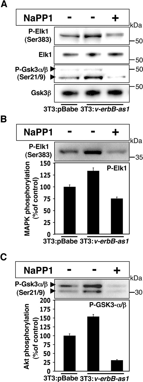 Fig. 3. NaPP1-treatment of 3T3:v-erbB-as1 cells leads to decreased levels of P-Elk1 and P-Gsk3α/β and reduced activities of MAP and PI3 kinases. A, NIH3T3 cells transduced with empty vector or with v-erbB-as1 were treated 2 μm NaPP1 (36 h). Cells were harvested, lysed, and subjected to immunoblot analysis using the indicated antibodies. B and C, MAPK and Akt kinase activities were assayed by measuring in triplicate the phosphorylation status of Gsk-3α/β and Elk-1. Cells treated as in A were lysed, and 300 μg of protein immunoprecipitated with immobilized antibodies that bind to either MAPK or Akt. The immobilized precipitated kinases were then used in kinase assays using Elk-1 (for MAPK) and Gsk-3α/β (for Akt) as substrates followed by immunoblot analysis using phospho-specific antibodies. Kinase assay products were quantitated using a UMAX PowerLook Scanner and Lab gel software. Bands were normalized using the activity of untreated vector transduced cells as controls.