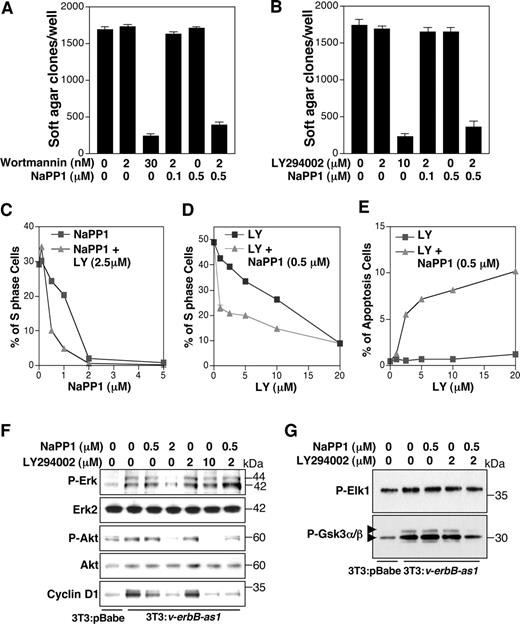 Fig. 4. NaPP1 and LY294002 show combinatorial efficacy in blocking proliferation blocking transformation, inducing apoptosis, and inhibiting Akt kinase. A and B, 3T3:v-erbB-as1 cells were grown in soft agar using various concentration of Wortmannin, NaPP1, LY294002, or in combination as indicated. Colonies were stained with 100 μg/ml 3-(4,5-dimethylthiazol-2yl)-2,5-diphenyl-tetrazolium bromide and counted with the aid of a light microscope. Results represent 3 independent plates per experiments point. C, 3T3:v-erbB-as1 cells were treated for 48 h with 0, 0.1, 0.5, 1, 2, and 5 μm NaPP1 alone or in combination with LY294002 (2.5 μm). BrdUrd was added at 42 h. Cells were trypsinized and prepared for flow cytometric analysis of cell-cycle distribution. Percentages of cells in S-phase are shown. D, 3T3:v-erbB-as1 cells were treated with 1, 2.5, 5, 10, and 20 μm LY294002 or in combination with 0.5 μm NaPP1 for 48 h and evaluated as in C. E, 3T3:v-erbB-as1 cells were treated for 48 h with 0, 0.1, 2.5, 5, 10, and 20 μm LY294002 alone or in combination with 0.5 μm NaPP1. Numbers represent the percentage of apoptosis cells. Cells were stained with propidium iodide and percentage of cells in sub-G1 fraction measured. F and G, 3T3:v-erbB-as1 cells transduced with empty vector or with v-erbB-as1 were treated with NaPP1, LY294002, or both at dosages shown (36 h). Cells were harvested, lysed, and subjected to immunoblot analysis using the indicated antibodies (F). MAPK and Akt kinase activities were assayed by measuring the phosphorylation status of Gsk-3α/β and Elk-1 (G) as in Fig. 3<$REFLINK>.