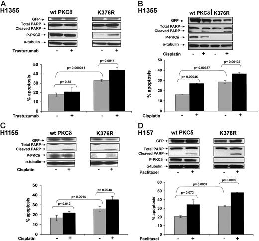 Fig. 4. Dominant negative PKCδ increases NSCLC apoptosis. NSCLC cells (H1355, A and B; H1155, C; H157, D) were plated at 2 × 105 cells/well and transiently transfected with plasmids encoding wild-type PKCδ (wt PKCδ; gray bars) or dominant negative PKCδ (K376R; black bars) as described. Cells were allowed to recover from transfection for 24 h and then exposed to serum starvation ± chemotherapy for 48 h (except B, where 10% FBS was substituted for 0.1% FBS). Parallel samples from each transfection were harvested for immunoblotting to evaluate GFP, PARP, phospho-PKCδ, and α-tubulin expression. Samples were also fixed, stained with propidium iodide, and prepared for flow cytometry. Apoptosis was quantified by gating on GFP-positive cells and performing cell cycle analysis. Ps for comparing apoptosis under various experimental conditions are shown. A representative experiment from three independent experiments performed with each cell line is shown.