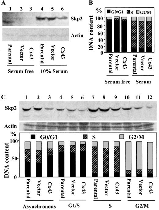 Fig. 2. The inhibitory effect of Cx43 on Skp2 was cell cycle-independent. A, cells were 0% serum-starved for 3 days and then were stimulated to enter the S phase by readdition of 10% serum for 20 h. Expression of Skp2 and actin was examined. B, the cell cycle profile of cells in A. C, the asynchronously growing cells were arrested at the G1-S phase boundary, S phase, and G2-M phase by treatment with 100 μm mimosine for 42 h, 1 mm thymidine for 24 h, and 1.25 μm nocodazole for 16 h, respectively. Then expression of Skp2 and actin was examined. In most cases of the present study, the anti-Skp2 antibody (H-435, Santa Cruz Biotechnology) recognized two bands of Skp2 (26). On the left, the percentage of cells in different cell cycle phases.