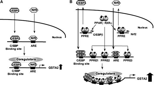 Transactivation of the PPAR-Responsive Enhancer Module in ...