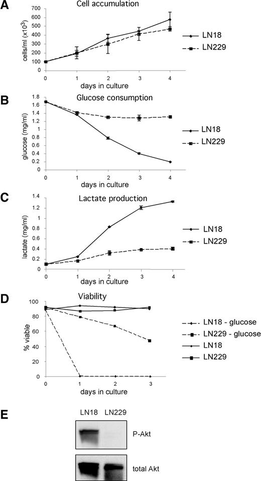 Fig. 4. LN18 cells take up glucose and secrete lactate to a greater extent than LN229 cells, and LN18 cells are dependent on glucose for viability. LN18 or LN229 glioblastoma cells were plated at 105/ml and cultured for 4 days in the absence of serum. Cells were counted daily (A). Aliquots of medium were removed at each time point and tested for glucose (B) and lactate (C). D, viability was tested by propidium iodide exclusion. Data are representative of three independent experiments. E, Akt activity was evaluated by Western blot with antibody against phospho-Akt Ser473 (P-Akt) in cells deprived of serum.
