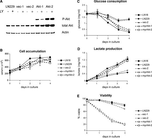 Fig. 6. Expression of myrAkt in LN229 cells drives glucose uptake and lactate production. A, LN229 cells were transfected with pSFFV plasmid alone or pSFFV containing a myrAkt construct. Levels of phosphorylated (P-Akt) and total Akt were determined by Western blot analysis. LN229 represents the parental cell line; myrAkt-1 and myrAkt-2 represent two independent clones stably transfected with myrAkt; vec-1 and vec-2 are two independent clones stably transfected with the empty vector. Cells were cultured in the presence or absence of LY294002 (LY) for 8 h before protein isolation. B, control and transfected cells were cultured as in Fig. 4<$REFLINK>, and cell numbers were determined every day. Glucose (C) and lactate (D) levels were assayed at each time point of the experiment presented in B. E, cells were cultured in the absence of glucose, and viability was determined by propidium iodide exclusion. Data are representative of three independent experiments.