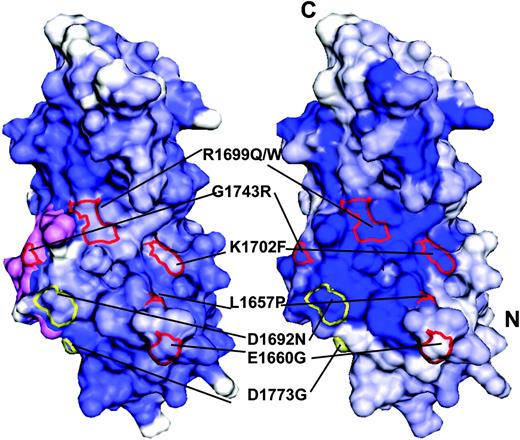 Fig. 2. Missense mutations on the surface of the human BRCA1 BRCT domains. The solvent-exposed residues with mutations that are known to affect and not affect the transcriptional activation activity of BRCA1 are contoured in red and yellow, respectively (Fig. 1)<$REFLINK>. The only remaining exposed mutation of known functional impact (P1806A) is on the hidden face of the structure. Conservation of structure (“Materials and Methods;” Supplementary Fig. 2) and sequence (see phylogenetic entropy in “Materials and Methods” and Supplementary Fig. 1) are indicated by the intensity of blue on the left and right panels, respectively. The region in violet on the left panel corresponds to the linker between the two domains. The NH2- and COOH-termini of the tandem domains are marked on the right panel.