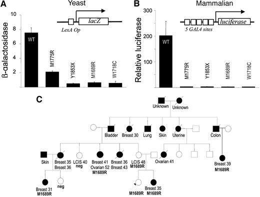 Fig. 4. Transcription assays and segregation analysis confirm predictions for mutations M1689R and W1718C. Structures of the reporter plasmid are depicted on top of panels A and B. Cancer-associated mutations M1775R and Y1853X were used as controls. A, transcriptional activity in yeast cells. B, transcriptional activity in human cells. C, pedigree with segregation analysis for the M1689R mutant. Arrowhead indicates the proband. The presence (M1689R) or absence (neg.) of M1689R mutation in the germ line of tested individuals is indicated. Site of tumor and age of diagnosis is also indicated. WT, wild type.