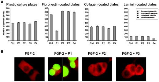 Fig. 4. Ligation of integrin α5β1 provides specific protection from cell death in well-differentiated breast cancer cells. A, MCF-7 cells (and T-47D cells, not shown) were incubated with FGF-2 on variably coated plates. Blocking peptides were added after 3 days. Colonies with ≤10 cells were stained with crystal violet at 6 days and counted. Error bars indicate ± SD B, T-47D cells were incubated on fibronectin-coated plates with FGF-2, and blocking peptides were added after 3 days. Cells were probed 24 h later with anti-integrin α5 antibody and Texas Red-tagged secondary antibody and assayed by terminal deoxynucleotidyltransferase-mediated nick end labeling-FITC.