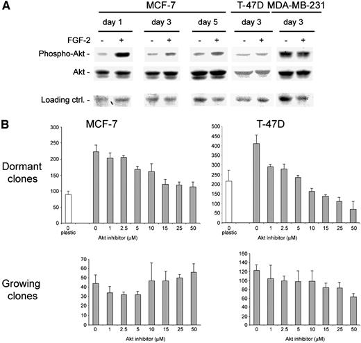 Fig. 6. Inhibition of activated Akt restricts dormant clone survival on fibronectin. A, Western blots of lysates from MCF-7, T-47D, and MDA-MB-231 cells incubated on fibronectin-coated plates with FGF-2 for up to 5 days were stained with antibody to phospho-Akt or total Akt. Blots show sustained phosphorylation of Akt by FGF-2 in MCF-7 and T-47D cells but no effect on constitutive Akt phosphorylation in MDA-MB-231 cells. No effect was noted on total Akt levels. Coomassie Blue-stained membrane was used as a loading control. B, MCF-7 and T-47D cells were incubated with or without FGF-2 on fibronectin-coated plates. Variable concentrations of Akt inhibitor were added after 3 days. Cells were stained with crystal violet at 6 days, and colonies with ≤10 cells in FGF-2-treated plates (dormant clones) and with ≥29 cells on cultures lacking FGF-2 (growing clones) were counted. Colonies on tissue culture plates are shown as baseline control for dormant clones. Error bars indicate ± SD.
