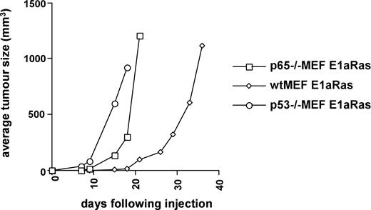 Fig. 2. Cultures of mouse fibroblasts (MEFs) expressing both E1a and Ras were injected in to the flanks of athymic mice. Animals were checked periodically for tumor formation, and the dimensions of tumors were measured in three dimensions with calipers.