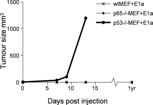 Fig. 3. Cultures of E1a-expressing mouse fibroblasts (MEFs) were injected in to the flanks of athymic mice. Animals were checked periodically for tumor formation and scored. Animals exhibiting tumors in excess of 1200 mm3 were sacrificed.