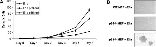 Fig. 4. In vitro growth characteristics of E1a-expressing cells. A, cultures of E1a-expressing wild-type, p53-null, and p65-null cells were plated in 6-cm dishes at a density of 1 × 105/dish. Cells were then counted every day for 5 days. The results shown are derived from at least three independent experiments for each time point. B, cells were plated in soft agar as a test for anchorage-independent growth. After incubation for 2 weeks, the cultures were examined and photographs taken at ×20 magnification. The pictures shown are representative of what was seen in two independent experiments.
