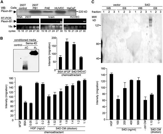 Fig. 1. Plexin-B1 is expressed in endothelial cells. A, SDS-PAGE immunoblot analysis for plexin-B1 shows a band at Mr 220,000 for an endogenously expressed protein in lysates from endothelial cells, human umbilical vein endothelial cells (HUVECs), and porcine aortic endothelial (PAE) cells (top panel). This band corresponds to that seen in lysates of 293T cells transiently transfected with a plexin-B1 expression plasmid (PB1). No band was detected in empty vector-transfected negative control or HaCaT cell lysates. Agarose gel shows the PCR product for plexin-B1 in reverse transcribed RNA from 293T cell, human brain cell, and HUVEC lysates (bottom panel). After completion of 15, 18, 21, 24, 27, and 30 cycles of PCR, no signal is detected in 293T cells, whereas brain cell and HUVEC reactions show a strong signal between 24 and 30 cycles. Human 18S reverse transcription-PCR product was used as a control. B, conditioned media from transfected 293T cells contain soluble Sema4D, which promotes chemotaxis and tubulogenesis in PAE cells. Conditioned serum-free media collected from 293T cells transiently transfected with vector control (control) or pSecTag2B Sema4D, full-length (FL) or truncated (Sema4D ΔC), exhibit high levels of secreted, soluble protein as judged by anti-His6 Western blotting (top left panel). These media were used as chemoattractants in a cell migration assay, as indicated on the X axis (top right panel). Control media containing 0.1% BSA or BSA with 150 pg/ml basic fibroblast growth factor (bFGF) were used as negative and positive controls for migration, respectively. S4D, full-length Sema4D-containing conditioned media. The bars represent the degree of migration as determined by densitometry. Conditioned media containing successive dilutions of soluble Sema4D or hepatocyte growth factor were used as chemoattractants in a cell migration assay, as indicated on the X axis (bottom panel). Media containing 0.1% BSA or BSA with 150 pg/ml bFGF were used as negative and positive controls for migration, respectively. The bars represent the degree of migration as determined by densitometry. C, Sema4D was purified with metal affinity chromatography from conditioned media collected from subconfluent plates of 293T cells transfected with pSecTag2B Sema4D. Purified Sema4D was detected in the first fraction collected from elution buffer (EB) and was not found in any fractions from the wash buffer (WB) or from negative control cells (pSecTag2B, empty; top panel). Purified soluble Sema4D or successive dilutions of Sema4D conditioned media (S4D CM) were used as chemoattractants in a cell migration assay as indicated on the X axis (bottom panel). Both forms of Sema4D act as chemoattractants for PAE cells in a dose-dependent manner. Media containing 0.1% BSA or BSA with 150 pg/ml bFGF were used as negative and positive controls for migration, respectively. The bars represent the degree of migration as determined by densitometry.