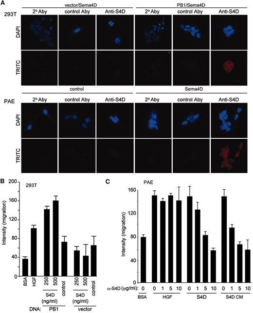 Fig. 2. Sema4D mediates cell migration through plexin-B1. A, Sema4D binds to porcine aortic endothelial (PAE) cells and 293T cells expressing plexin-B1. 293T cells transfected with plexin-B1 (top right panels) and vector control (top left panels) treated with 500 ng/ml Sema4D for 5 min were labeled with either secondary antibody alone (2° Aby), nonspecific primary antibody (control Aby), or anti-Sema 4D antibody (Anti-S4D). A fluorescent pattern consistent with cell surface labeling was observed only in the plexin-B1-transfected population labeled with anti-Sema4D antibody (top right panels, last row). PAE cells were left untreated (bottom left panels) or treated with 500 ng/ml Sema4D for 5 min (bottom right panels) and labeled as indicated above. A fluorescent pattern consistent with cell surface labeling was observed only in Sema4D-treated PAE cells labeled with anti-Sema4D antibody (bottom right panels, last row). B, 293T cells transfected with plexin-B1 (PB1) exhibit chemotaxis toward purified Sema4D in a dose-dependent manner, whereas vector-transfected negative controls (vector) do not. BSA (0.1%) and 150 pg/μl hepatocyte growth factor were used as negative and positive controls for migration, respectively. Media purified from pSecTag2B empty vector-transfected 293T cells were used as a negative control (control). C, PAE cell migration can be blocked by the indicated increasing concentrations of anti-Sema4D blocking antibody in a dose-dependent manner. This effect is observed in cells where either purified Sema4D (S4D) or Sema4D conditioned media (S4D CM) is used as the chemoattractant. Hepatocyte growth factor-mediated cell migration was not blocked by the antibody.