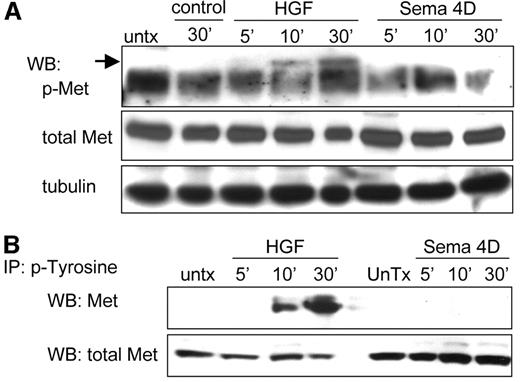 Fig. 4. Sema4D does not induce c-Met phosphorylation in endothelial cells. A, porcine aortic endothelial (PAE) cells were grown in serum-free media (untx), media conditioned by pSecTag2B empty vector-expressing 293T cells without (control) or with 100 ng/ml hepatocyte growth factor (HGF), or media conditioned by pSecTag2B Sema4D-expressing 293T cells (Sema 4D) for the indicated periods of time and then lysed and analyzed for the presence of tyrosine-phosphorylated c-Met. Phospho-c-Met (p-Met) was seen in HGF-treated cells, but not in negative control populations or in lysates from cells treated with Sema4D. Total c-Met levels and tubulin were used as loading controls. B, c-Met is not detected in phospho-tyrosine immunoprecipitations from Sema4D-treated cells. Lysates of PAE cells treated as indicated were immunoprecipitated for tyrosine-phosphorylated (p-Tyrosine) proteins and then immunoblotted for the presence of c-Met. As expected, c-Met was seen in HGF-treated PAE cell immunoprecipitates, but not in those from negative control or Sema4D-treated populations.