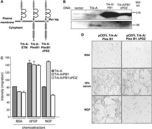 Fig. 5. Structure of myc-tagged Trk-A and Trk-A/plexin-B1 chimeric receptors. A, chimeras were made coding for the myc-tagged extracellular and transmembrane portions of the rat Trk-A receptor (Trk-A-ETM), alone or fused to the intracellular COOH-terminal portion of the plexin-B1 receptor, either full length (Trk-A-PlexB1) or lacking the PDZ-binding motif (Trk-A-PlexB1ΔPDZ). B, expression of chimeric receptor constructs in stably transfected and selected porcine aortic endothelial (PAE) cells. Lysates from PAE cells transfected with the above-mentioned constructs and selected in G418 for 2 weeks were subjected to SDS-PAGE analysis, and an immunoblot performed for myc demonstrates stable expression of these constructs. C, nerve growth factor (NGF) induces migration in cells stably expressing Trk/plexin chimeras containing an intact PDZ-binding motif. Conditioned medium containing 100 ng/ml NGF was used as a chemoattractant for Trk-A-, Trk-A/plexin-B1-, and Trk-A/plexin-B1 ΔPDZ-expressing PAE cells in a cell migration assay. Media containing 0.1% BSA or BSA with 150 pg/ml basic fibroblast growth factor were used as negative and positive controls for migration, respectively. The bars represent the degree of migration as determined by densitometry. D, NGF induces tubulogenesis in PAE cells stably expressing Trk/plexin chimeras with an intact PDZ-binding motif when growing on a reconstituted basement membrane substrate. PAE cells expressing Trk-A/plexin-B1 and Trk-A/plexin-B1 ΔPDZ were grown overnight in conditioned medium containing 100 ng/ml NGF on a substrate of Cultrex basement membrane extract and then fixed and analyzed for tubule formation. Media containing 0.1% BSA and BSA with 10% fetal bovine serum were used as negative and positive controls, respectively.