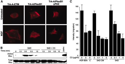 Fig. 6. Plexin-B1 signaling in endothelial cells activates Rho-initiated pathways in a PDZ-binding domain-dependent manner. A, porcine aortic endothelial (PAE) cells expressing Trk-A (extracellular and transmembrane segments only; Trk-A-ETM), Trk-A/plexin-B1 (Trk-A/PlexB1), and Trk-A/plexin-B1 ΔPDZ (Trk-A/PlexB1 ΔPDZ) were grown on glass coverslips and left untreated or treated for 8 h with 100 ng/ml nerve growth factor. Cells were fixed and stained with 4′,6-diamidino-2-phenylindole and Texas Red-X phalloidin and viewed under an immunofluorescence microscope. B, Sema4D induces Rho activation. PAE cells were treated with 500 ng/ml purified Sema4D for the times indicated, either with or without C3 toxin. Sema4D treatment resulted in the rapid accumulation of GTP-bound RhoA, which was completely blocked by C3. 293T cells transfected with a plasmid coding for the DH-PH domain of PDZ-RhoGEF were used as a positive control. C, Rho activation is necessary for Sema4D-mediated chemotaxis. PAE cell migration was blocked by the indicated increasing concentrations of C3 toxin. This effect was observed in cells where either purified Sema4D (S4D) or Sema4D conditioned media (S4D CM) was used as the chemoattractant. Media containing 0.1% BSA (BSA) and media conditioned from empty vector transfected 293T cells (C) were used as negative controls. Media containing 0.1% BSA with 10% fetal bovine serum were used as the positive control.