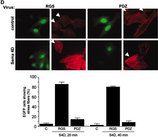 Fig. 7. Porcine aortic endothelial (PAE) cells express lentiviral constructs after infection. A, lysates from PAE cells infected with lentivirus coding for EGFP-RGS and EGFP-PDZ, as indicated, were subjected to SDS-PAGE analysis and an immunoblot performed for green fluorescence protein expression. PAE cells infected with virus containing an empty vector (vector) were used as negative controls. B, PAE cells infected with lentivirus expressing EGFP-PDZ fail to exhibit cell migration on treatment with Sema4D. Conditioned media containing Sema4D (S4D) were used as chemoattractants in a cell migration assay for PAE cells infected with EGFP-RGS (RGS)- or EGFP-PDZ (PDZ)-expressing lentivirus. Media containing 0.1% BSA or BSA with 150 pg/ml basic fibroblast growth factor were used as negative and positive controls for migration, respectively. The bars represent the degree of migration as determined by densitometry. C, Sema4D (S4D) failed to promote tubulogenesis in PAE cells infected with lentivirus expressing EGFP-PDZ. PAE cells infected with EGFP-RGS (RGS)- or EGFP-PDZ (PDZ)-expressing lentivirus were grown overnight in serum-free media with the indicated factors on a substrate of Cultrex basement membrane extract and then fixed and analyzed for tubule formation. Media containing 0.1% BSA and 10% fetal bovine serum were used as the negative and positive controls, respectively. D, PAE cells infected with lentivirus expressing EGFP-PDZ fail to exhibit stress fiber formation in response to Sema4D. PAE cells infected with lentivirus expressing EGFP-RGS (RGS, top row, left two columns) or EGFP-PDZ (PDZ, top row, right two columns) were grown on glass coverslips and treated for 8 h with conditioned media alone (control, top row) or media containing soluble Sema4D (Sema 4D, bottom row). Cells were fixed and stained with Texas Red-X phalloidin and viewed under an immunofluorescence microscope. Green cells (green fluorescence protein-expressing cells) represent PAE cells successfully infected with the indicated retrovirus and therefore expressing viral proteins. Uninfected cells indicated by the white arrowheads fail to exhibit green fluorescence protein fluorescence and therefore served as internal controls. Quantitation of these results reveals that after both 20- and 40-min incubation with 500 ng/ml purified Sema4D, most cells infected with RGS-expressing virus exhibited stress fiber formation but that this response could be almost completely eliminated by infection with virus expressing the PDZ domain (bar graph).