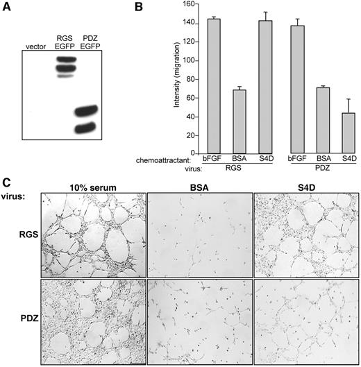 Fig. 7. Porcine aortic endothelial (PAE) cells express lentiviral constructs after infection. A, lysates from PAE cells infected with lentivirus coding for EGFP-RGS and EGFP-PDZ, as indicated, were subjected to SDS-PAGE analysis and an immunoblot performed for green fluorescence protein expression. PAE cells infected with virus containing an empty vector (vector) were used as negative controls. B, PAE cells infected with lentivirus expressing EGFP-PDZ fail to exhibit cell migration on treatment with Sema4D. Conditioned media containing Sema4D (S4D) were used as chemoattractants in a cell migration assay for PAE cells infected with EGFP-RGS (RGS)- or EGFP-PDZ (PDZ)-expressing lentivirus. Media containing 0.1% BSA or BSA with 150 pg/ml basic fibroblast growth factor were used as negative and positive controls for migration, respectively. The bars represent the degree of migration as determined by densitometry. C, Sema4D (S4D) failed to promote tubulogenesis in PAE cells infected with lentivirus expressing EGFP-PDZ. PAE cells infected with EGFP-RGS (RGS)- or EGFP-PDZ (PDZ)-expressing lentivirus were grown overnight in serum-free media with the indicated factors on a substrate of Cultrex basement membrane extract and then fixed and analyzed for tubule formation. Media containing 0.1% BSA and 10% fetal bovine serum were used as the negative and positive controls, respectively. D, PAE cells infected with lentivirus expressing EGFP-PDZ fail to exhibit stress fiber formation in response to Sema4D. PAE cells infected with lentivirus expressing EGFP-RGS (RGS, top row, left two columns) or EGFP-PDZ (PDZ, top row, right two columns) were grown on glass coverslips and treated for 8 h with conditioned media alone (control, top row) or media containing soluble Sema4D (Sema 4D, bottom row). Cells were fixed and stained with Texas Red-X phalloidin and viewed under an immunofluorescence microscope. Green cells (green fluorescence protein-expressing cells) represent PAE cells successfully infected with the indicated retrovirus and therefore expressing viral proteins. Uninfected cells indicated by the white arrowheads fail to exhibit green fluorescence protein fluorescence and therefore served as internal controls. Quantitation of these results reveals that after both 20- and 40-min incubation with 500 ng/ml purified Sema4D, most cells infected with RGS-expressing virus exhibited stress fiber formation but that this response could be almost completely eliminated by infection with virus expressing the PDZ domain (bar graph).