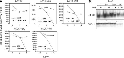 Fig. 1. Inhibition of NF-κB in LY-2 SCC clones by Tet-inducible IκBαM. A, NF-κB-luciferase reporter assay. LY-2P pooled control clones and LY-2 Tet-IκBαM clones 23D, 24C, 25D, and 26C were transfected with a NF-κB-luciferase reporter and incubated ± DOX as described in Materials and Methods. NF-κB-luciferase reporter activity measured on days 0, 2, and 4 is shown. B, NF-κB DNA binding assay. LY-2 Tet-IκBαM clones 23D, 24C, 25D, and 26C were incubated ± DOX for 72 hours, and cell extracts were subjected to electromobility shift assay with consensus NF-κB or control Oct-1–specific oligonucleotides as described. The specificity and composition of constitutive NF-κBp50/Rel Ap65 DNA binding activity in LY-2 cells were reported previously (5).