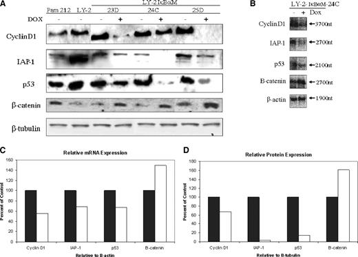 Fig. 3. Expression of cyclin D1, IAP-1, Trp53, and β-catenin with tumor progression and after suppression of NF-κB activation by IκBαM. A, Western blot analysis of protein expression in Pam 212 and LY-2 control and in LY-2 IκBαM clones 23D, 24C, and 25D ± DOX. Increased protein expression of cyclin D1, IAP-1, and Trp53 and decreased expression of β-catenin with increased activation of NF-κB were observed in LY-2 cells relative to Pam 212 cells. Cyclin D1, IAP-1, and Trp53 protein expression is inhibited and β-catenin expression is increased in LY-2 IκBαM clones after DOX-induced expression of IκBαM. β-Tubulin served as a control for loading and integrity of protein. B, Northern blot analysis of mRNA expression in LY-2 24C Tet IκBαM ± DOX. The mRNA expression of cyclin D1, Trp53, and IAP-1 is inhibited in LY-2 24C cells after DOX-induced expression of IκBαM. Levels of β-catenin mRNA are increased in LY-2 24C cells after DOX-induced expression of IκBαM. β-Actin serves as a control for loading and integrity of mRNA. C and D, densitometric comparison of protein and mRNA expression of cyclin D1, IAP-1, Trp53, and β-catenin. The percentage difference in protein and mRNA expression between −DOX and +DOX normalized to constitutive controls is shown. ▪, 24C−; □, 24C+.