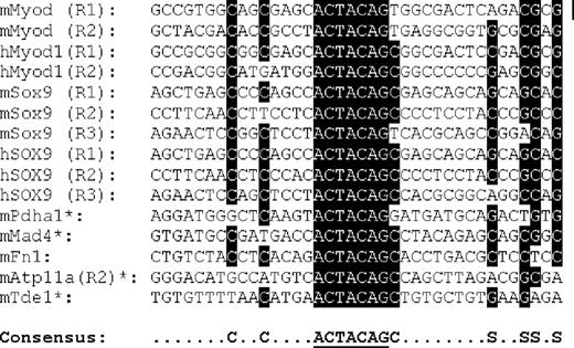 Fig. 4. Comparison of ACTACAG motifs and adjacent DNA sequences between MyoD, Sox9, and selected genes detected by array showing conserved nucleotides. The coding sequences of MyoD, Sox9, and a panel of selected genes were aligned with reference to the ACTACAG motif. Conserved nucleotides among the sequences are shaded. S represents C or G. Asterisk indicates that homologous nucleotides were present in the same region in corresponding human sequences.