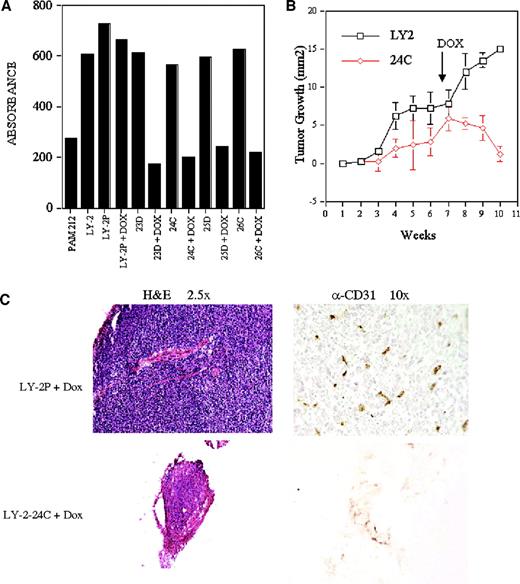 Fig. 6. Effect of inhibition of NF-κB by IκBαM on invasion, tumorigenesis, and angiogenesis. A, two-chamber invasion assay. Relative invasiveness as measured by absorbance of cells invading through matrix to the lower chamber is correlated with the relative differences in metastatic potential and NF-κB activation of transformed Pam 212, metastatic Pam LY-2, and LY-2P cells. The increased invasiveness of LY-2 IκBαM clones in the absence of DOX is reduced after induction of IκBαM. B. Tumor growth of LY-2 and LY-2 24C in BALB/c SCID mice before and after addition of DOX to drinking water. LY-2 24C grows more slowly than LY-2 and regresses after induction of IκBαM by DOX. C, comparison of histology and microvessel density of LY-2P and LY-2 24C tumors at week 10. H&E staining shows decreased cellular density and size of LY-2 24C tumors relative to LY-2P tumors. CD31 staining shows decreased microvessel density of LY-2 24C tumors relative to LY-2P tumors.