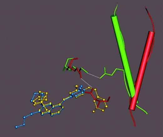 Fig. 6. Difference in C helix position in the GW572016 and OSI-774 EGFR structures. GW572016 and OSI-774 are shown as yellow and blue ball and stick figures, respectively. The C helix in the GW572016 and OSI-774 structures is shown as red and green cylinders, respectively. The hydrogen bonds between Lys721 and Glu738 in the OSI-774 structure and Lys721 and Asp831 in the GW572016 structure are indicated by dashed lines. The figure was prepared using QUANTA (Accelrys).