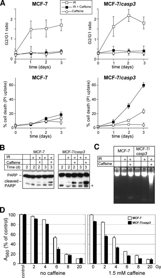Fig. 1. Caffeine abrogates the radiation-induced G2-M arrest in both MCF-7 lines but induces cell death only in MCF-7/CASP-3 cells. A, Cells were exposed to a single dose of either 20 Gy (□) or 1 mmol/L caffeine (○) alone, or to a combination of both (▪). After the indicated times, the G2 to G1 ratio was determined by FACS analysis (top). The percentage of dead cells was measured in a flow cytometer by the uptake of propidium iodide (PI; bottom). Data represent the mean of three independent experiments ± SD. Similar results were obtained when cell death was assessed in crystal violet-stained cells (data not shown). B, Western blot analysis for the status of PARP in untreated MCF-7 and MCF-7/CASP-3 cells and in cells incubated for the indicated times following exposure to 20 Gy in the absence or presence of caffeine (1 mmol/L); ∗an unspecific band. C, DNA fragmentation in MCF-7 and MCF-7/CASP-3 cells exposed for 3 days to 20 Gy in the absence or presence of caffeine (1 mmol/L). D, clonogenic survival of cells that were exposed to the indicated radiation doses in the absence or presence of caffeine. Viable cells were stained with crystal violet 11 days following irradiation. Each bar represents the mean of duplicate absorbance values of control (nonirradiated cells).