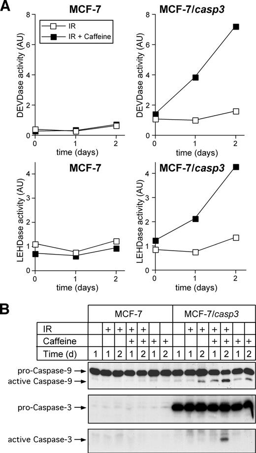 Fig. 3. IR and caffeine induce the activation of caspase-3 and -9 only in MCF-7/CASP-3 cells. A, caspase-3 (DEVDase; top) and caspase-9 (LEHDase; bottom) activities in cytoplasmic extracts of cells exposed to a single dose of 20 Gy in the absence (□) or presence of 1 mmol/L caffeine (▪). Caffeine alone had no effect on caspase activities (data not shown). B, Western blot analysis showing that IR and caffeine induce caspase-9 (top) and caspase-3 (middle and bottom) activation only in MCF-7/CASP-3 cells. The caspase proforms and their active subunits are indicated. One representative experiment of five is shown.