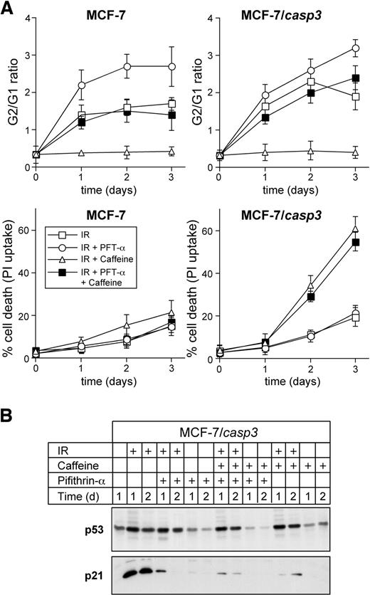 Fig. 4. Pifithrin-α reverses the caffeine-mediated release of the radiation-induced G2-M arrest but has no effect on apoptosis induction. A, Cells were either left untreated or exposed to a single dose of 20 Gy in the absence (□) or presence of 1 mmol/L caffeine (▵), 15 μmol/L pifithrin-α (○), or to a combination of both (▪). After the indicated times, the G2 to G1 ratio and the percentage of apoptotic cells were determined by FACS analyses. Data represent the mean of three independent experiments. B, Pifithrin-α inhibits the transcriptional activity of p53. Western blot analysis of the status of p53 and p21 expression in untreated MCF-7/CASP-3 cells and in cells that were either exposed to a single dose of 20 Gy, 1 mmol/L caffeine, 15 μmol/L pifithrin-α alone, or to the indicated combinations. Cell extracts were harvested at the indicated times. One representative experiment of two is shown.