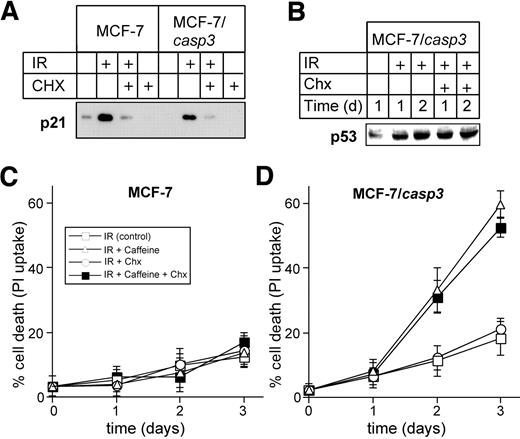 Fig. 5. Caffeine-mediated sensitization toward IR-induced apoptosis does not require new protein synthesis. A, Western blot analysis for the status of p21 in MCF-7 and MCF-7/CASP-3 cells that were either left untreated or exposed to a single dose of 20 Gy or 15 ng/mL Chx or to a combination of both. Cell extracts were harvested after 3 days. B, Western blot analysis for the status of p53 in MCF-7/CASP-3 cells that were either left untreated or exposed to a single dose of 20 Gy in the absence or presence of 15 ng/mL Chx. Cell extracts were harvested after the indicated days. C and D, Cell death determination of untreated MCF-7 and MCF-7/CASP-3 cells or cells that were exposed to a single dose of 20 Gy in the absence (□) or presence of 1 mmol/L caffeine (▵), 15 ng/mL Chx (○), or to a combination of both (▪). Data represent the mean of three independent experiments ± SD.